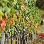 Ritzy On A Wine Estate In With Pool Villa Arezzo