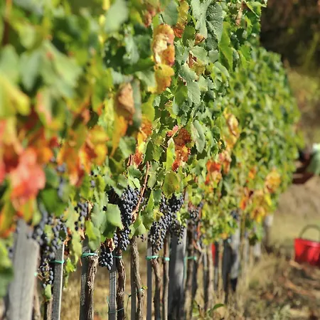 Ritzy On A Wine Estate In With Pool Vila Arezzo